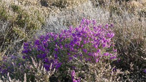 Heathland vegetation