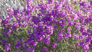 Heathland vegetation