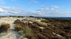 Heathland vegetation