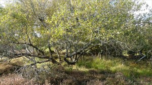 Heathland vegetation