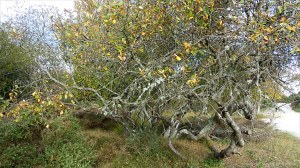 Heathland vegetation