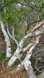 Heathland vegetation