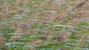 Lakeside reed beds in autumn