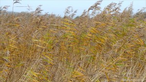 Lakeside reed beds in autumn