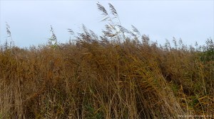 Lakeside reed beds in autumn
