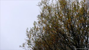 Autumn willow leaves on the tree