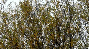 Autumn willow leaves on the tree