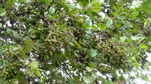 Autumn alder leaves and cones
