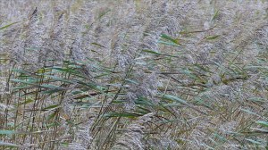 Lakeside reed beds in autumn