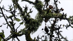 Lichens on branches