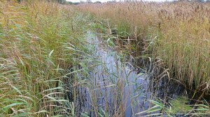Lakeside reed beds in autumn