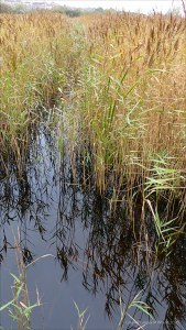 Lakeside reed beds in autumn