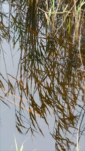 Lakeside reed beds in autumn