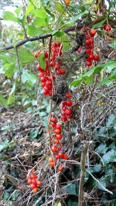 Red berries of White Bryony