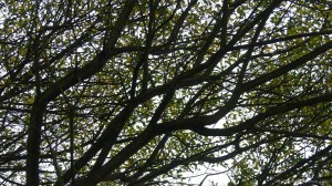 Willow tree in autumn