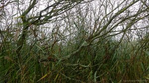 Tangled lakeside vegetation in autumn