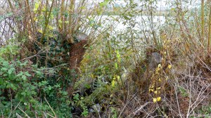 Trees along a lakeside path in autumn