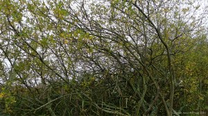 Trees along a lakeside path in autumn