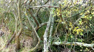 Trees along a lakeside path in autumn