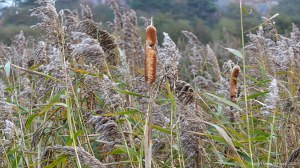 Lakeside reed beds in autumn with bulrushes