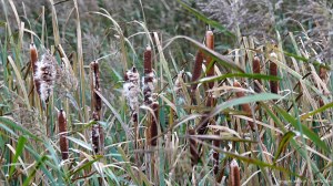 Lakeside reed beds in autumn with bulrushes
