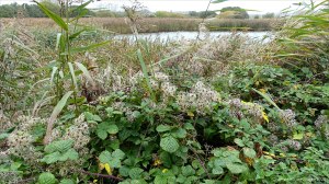 Lakeside vegetation in autumn