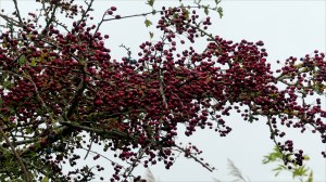 Red berries on hawthorn in autumn
