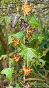 Ivy leaves changing colour in autumn