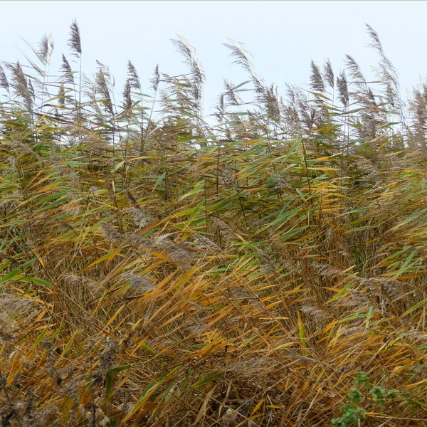 Lakeside reed beds in autumn