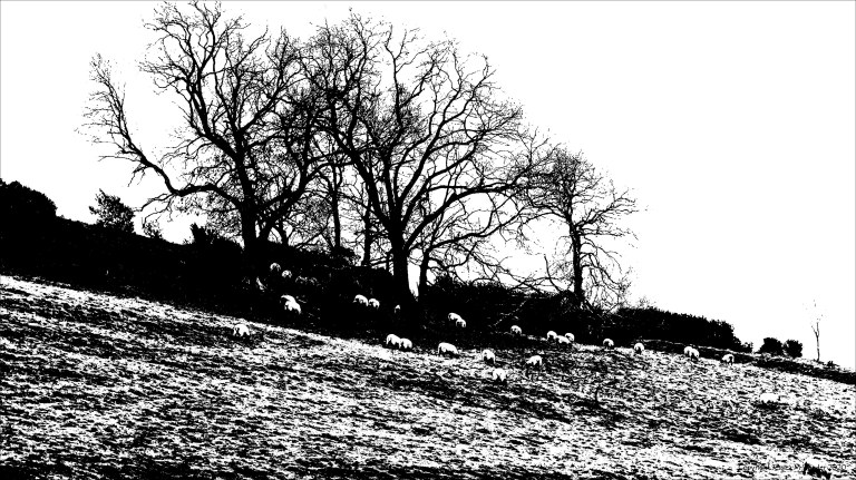 Sheep grazing on hillside