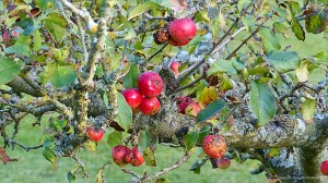 Apples rotting on orchard trees