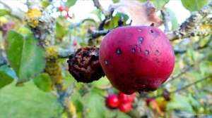Apples rotting on orchard trees