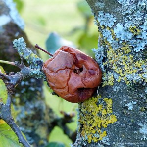 Apples rotting on orchard trees