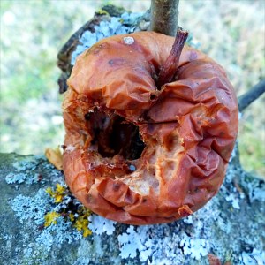 Apples rotting on orchard trees