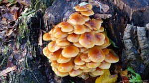 Toadstools in an English village