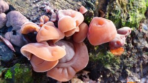 Toadstools in an English village
