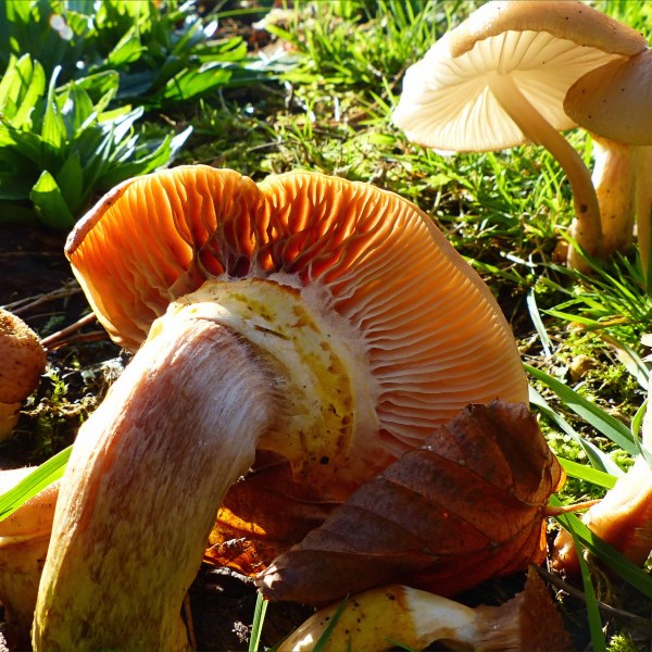 Toadstools in an English village
