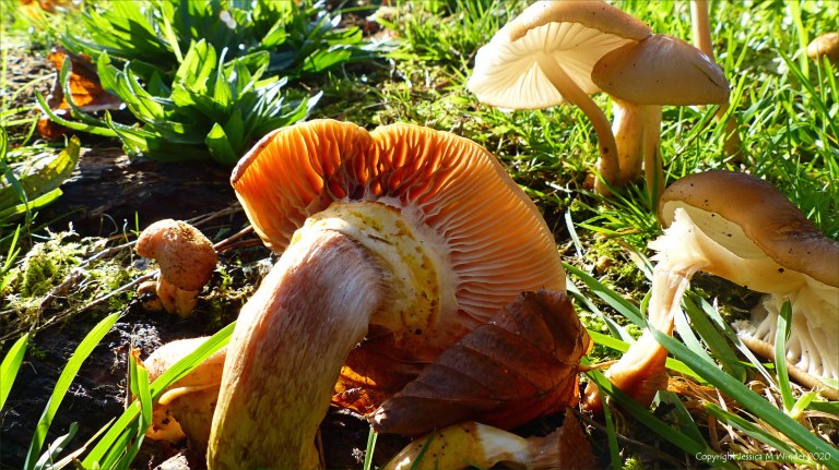 Toadstools in an English village