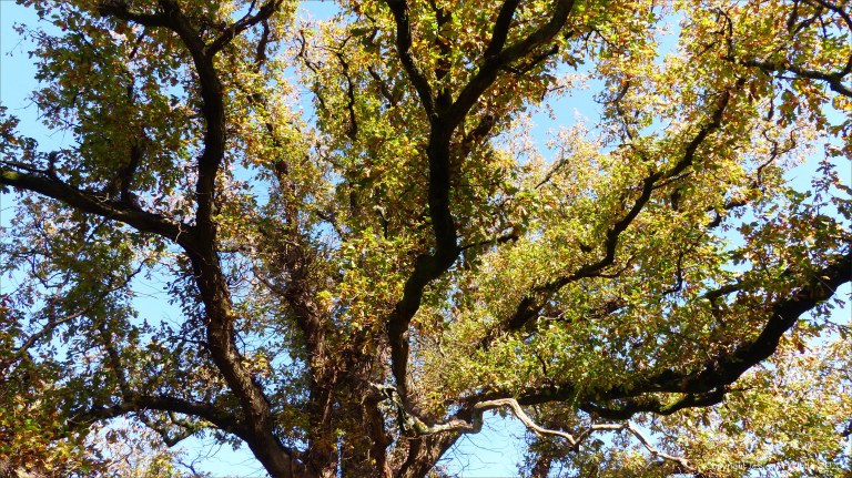 Picture from an autumn walk in Dorset woodland