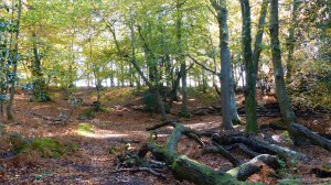Picture from an autumn walk in Dorset woodland