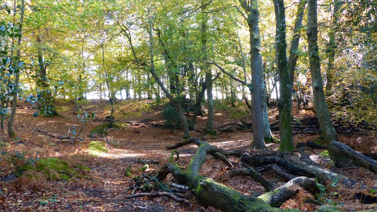 Picture from an autumn walk in Dorset woodland