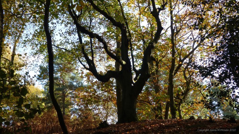 Picture from an autumn walk in Dorset woodland