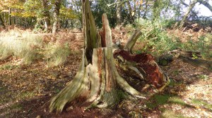 Picture from an autumn walk in Dorset woodland