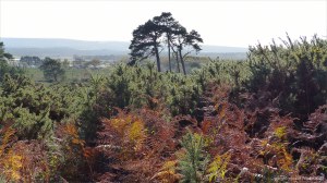 Picture from an autumn walk in Dorset woodland