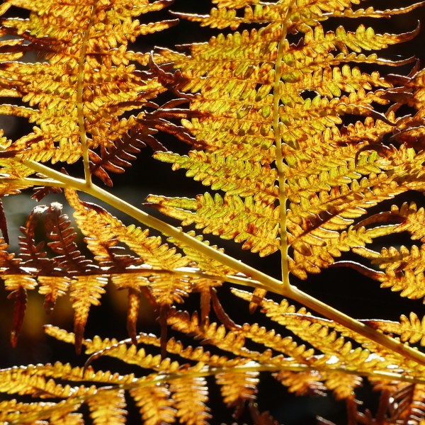 Bracken at Arne in autumn