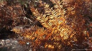 Picture from an autumn walk in Dorset woodland