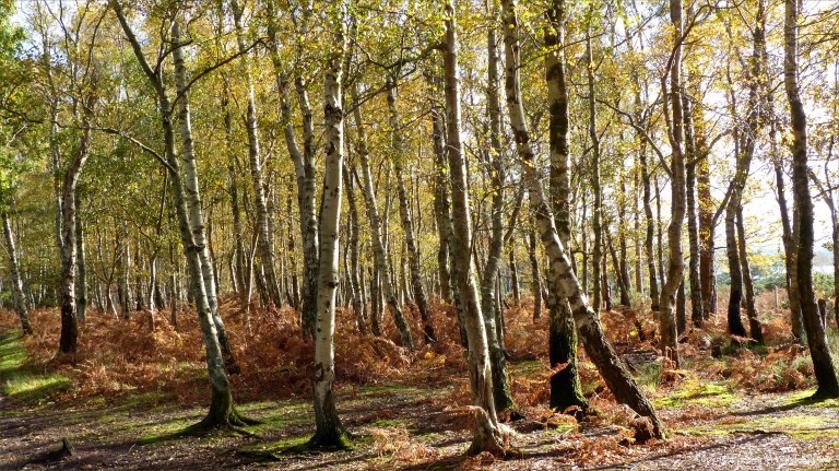 Picture from an autumn walk in Dorset woodland