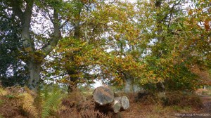 Picture from an autumn walk in Dorset woodland