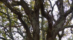 Picture from an autumn walk in Dorset woodland