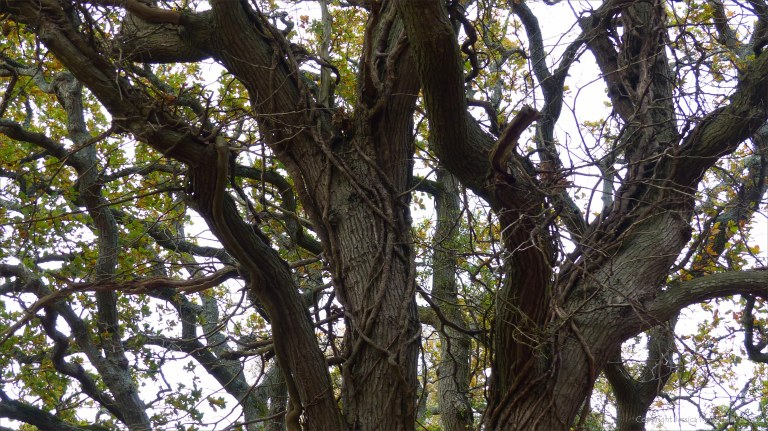 Picture from an autumn walk in Dorset woodland